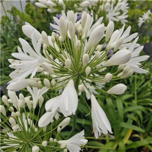 Agapanthus 'White Heaven'